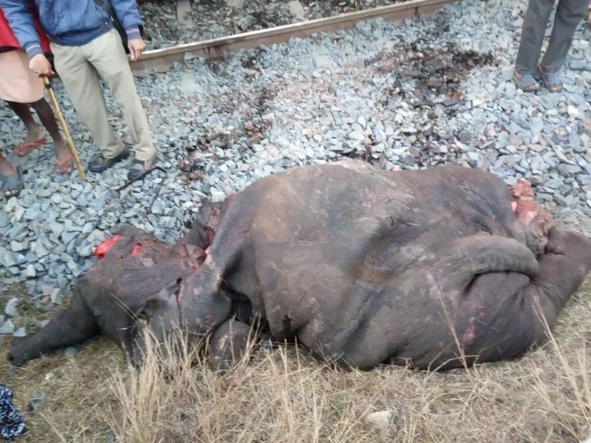 Two forest officials suspended for deaths of elephants in train accident -  Railway Enquiry